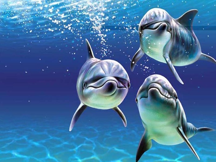 3 delfini superbi - Delfini