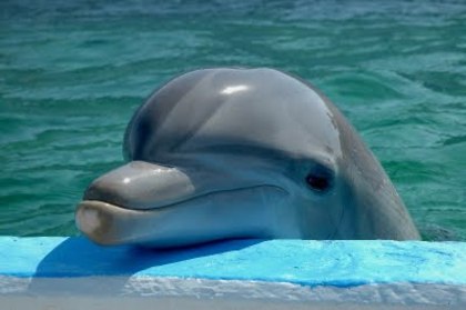 Un delfin sweet - Delfini
