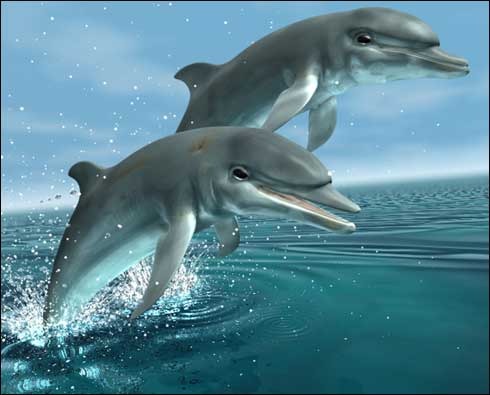 2 DELFINI - Delfini