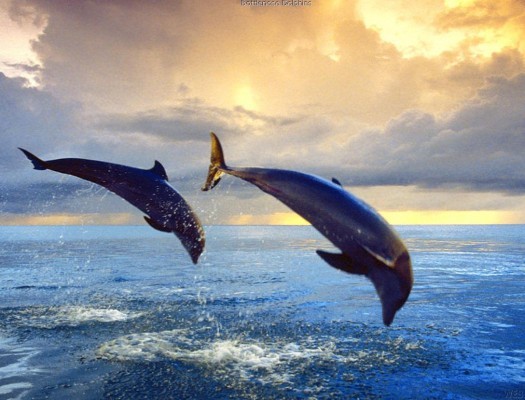 2 delfini