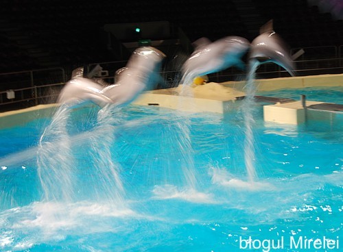 4 delfini - Delfini