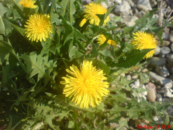 DSC01756 - flori