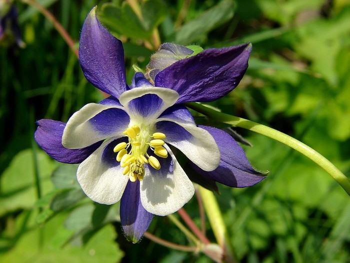 Caldarusa bicolora - Flori