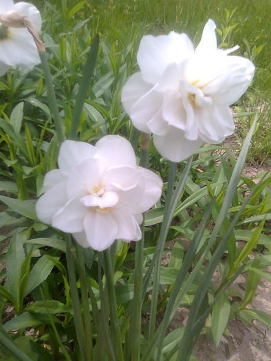 Narcise batute - Flori de vara