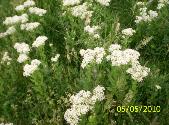 100_2591 - flori de camp