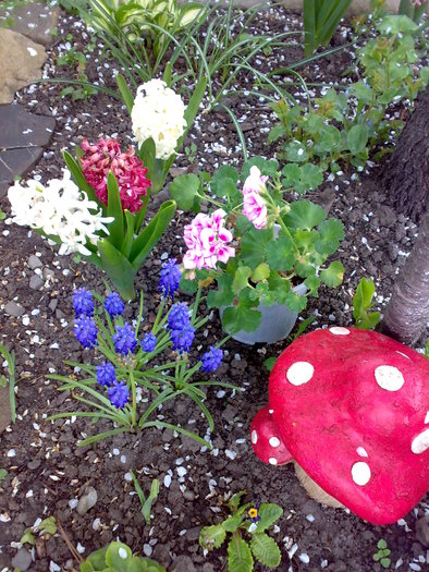 05052010779 - flori de gradina - 2010