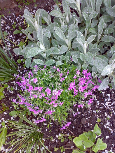 05052010781 - flori de gradina - 2010