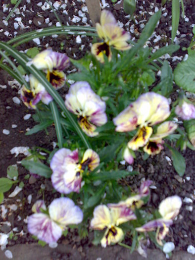 05052010782 - flori de gradina - 2010