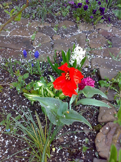 05052010784 - flori de gradina - 2010