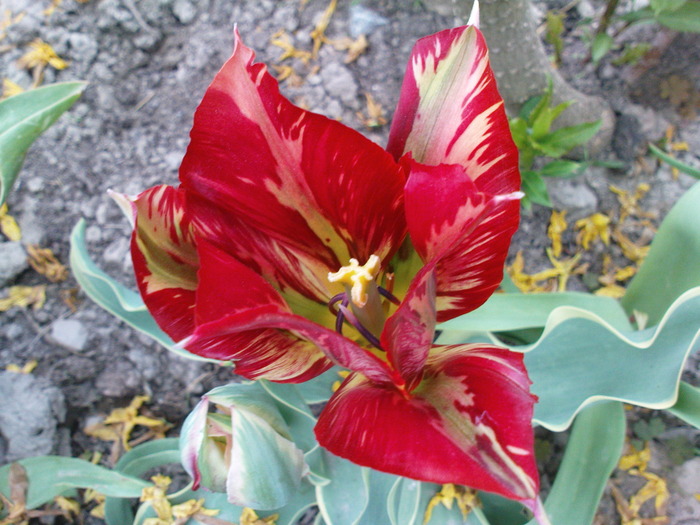 DSC02207