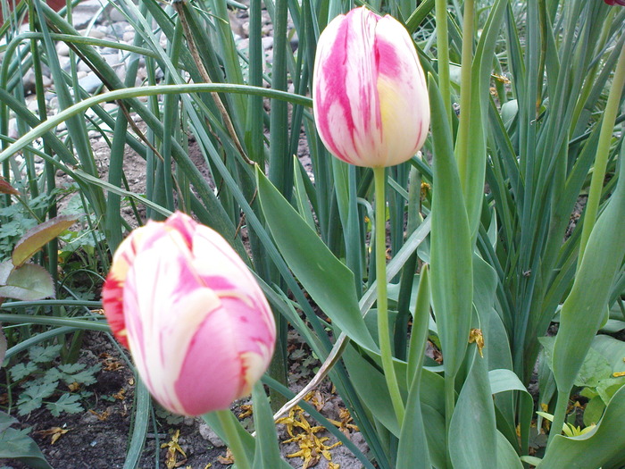 DSC02210