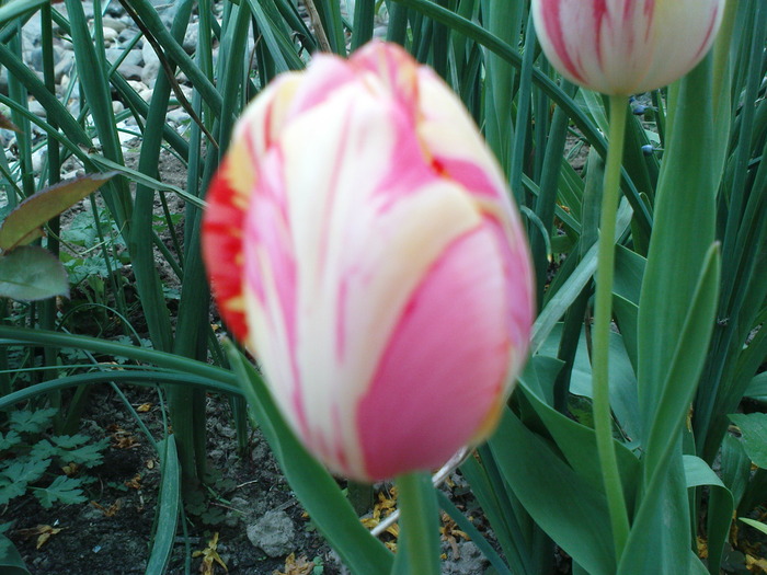 DSC02211