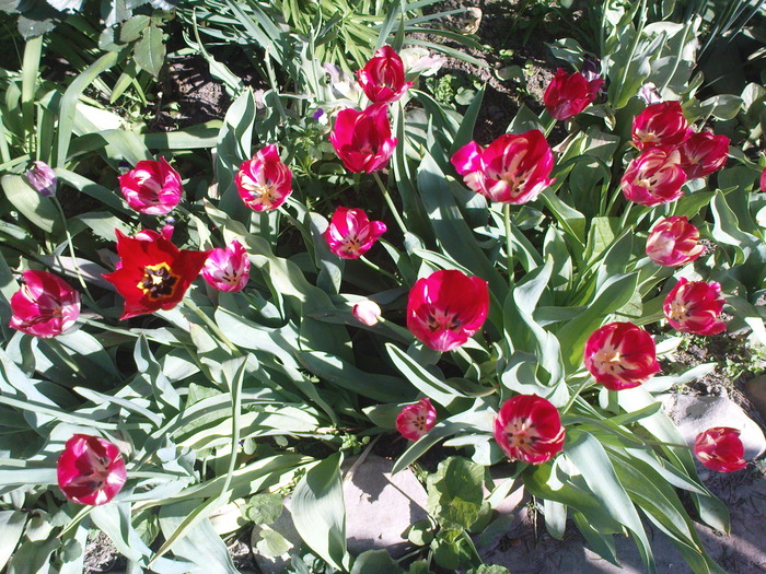DSC02250