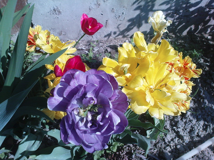 DSC02255