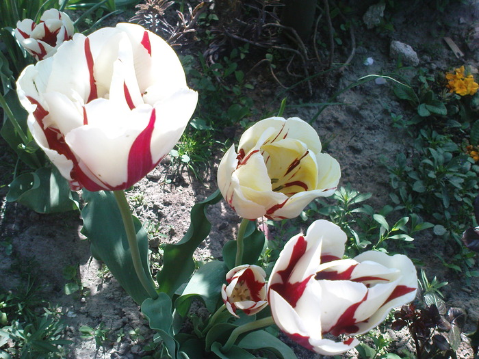 DSC02267