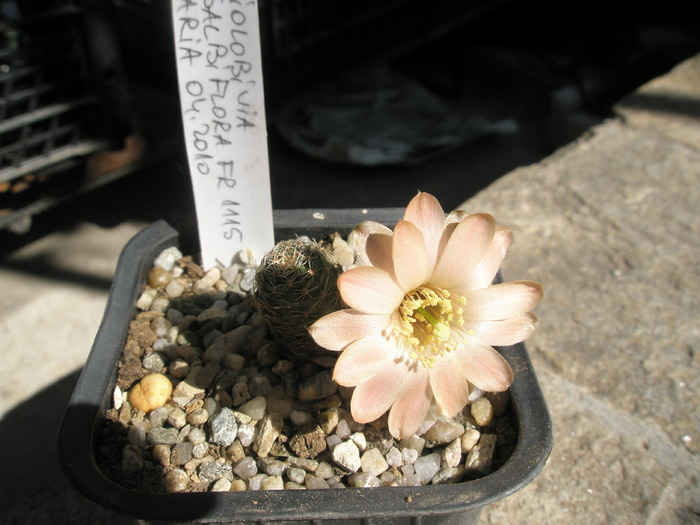 Mediolobivia rosalbiflora - 4.05 - Mediolobivia