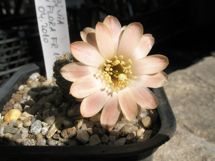 Mediolobivia rosalbiflora - floarea - Mediolobivia