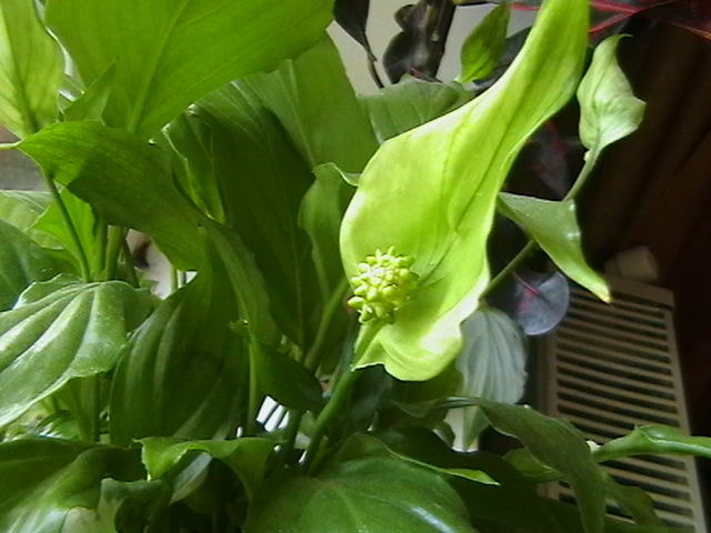 Picture 083 - oxigenul din case 2010