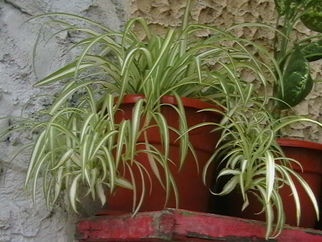 Picture 086 - oxigenul din case 2010