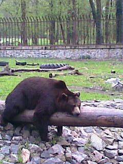 Lacri043; plictisit....obosit
