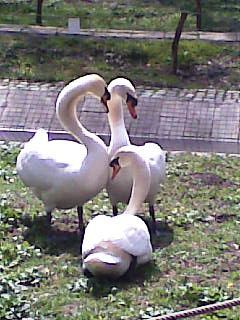 Lacri032 - Gradina zoologica timisoara 2010