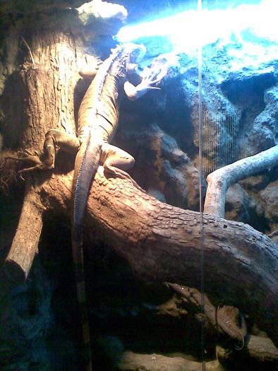Lacri025; iguana
