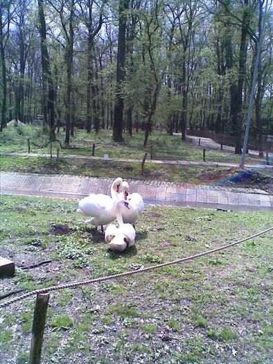 Lacri031 - Gradina zoologica timisoara 2010