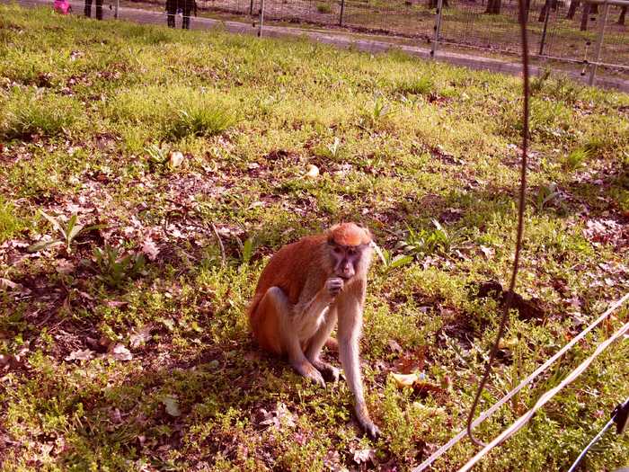 SDC12581; maimuta papa seminte
