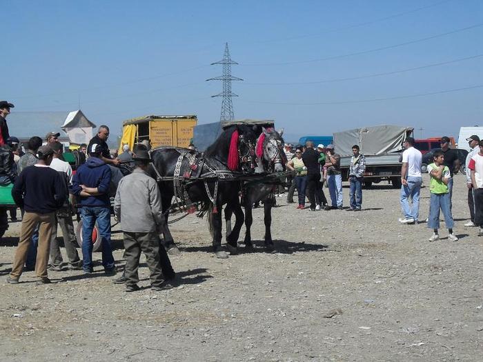 SDC11865 - expo RADAUTZI
