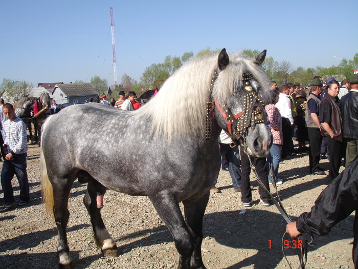 DSC08053 - expo RADAUTZI