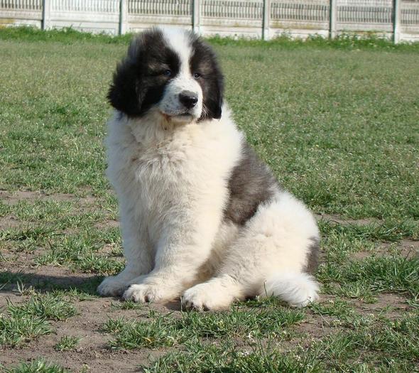 LIZA -10 sapt - f-PUIUTI CARE S-AU NASCUT IN CANISA