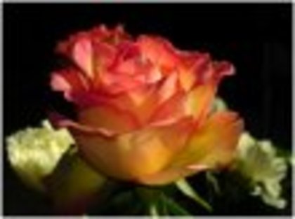 trandafir_superb - trandafiri