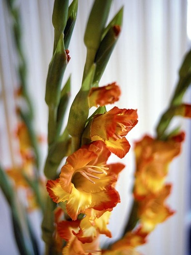 b281 - gladiole