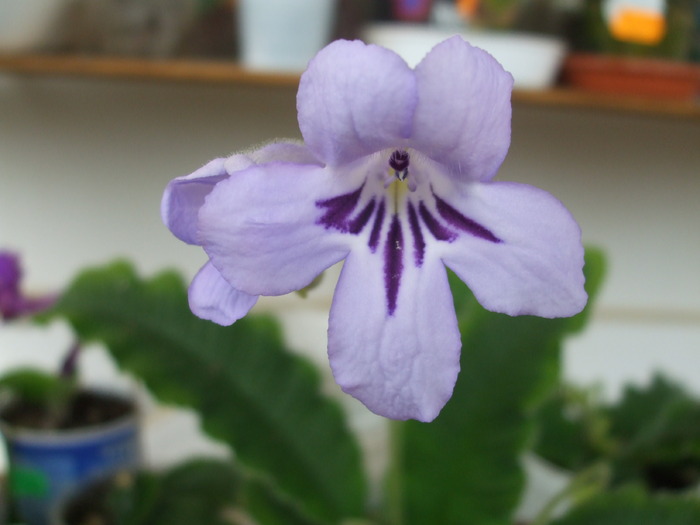 Floribundus