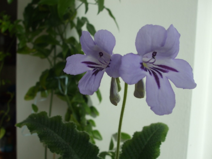 Floribundus