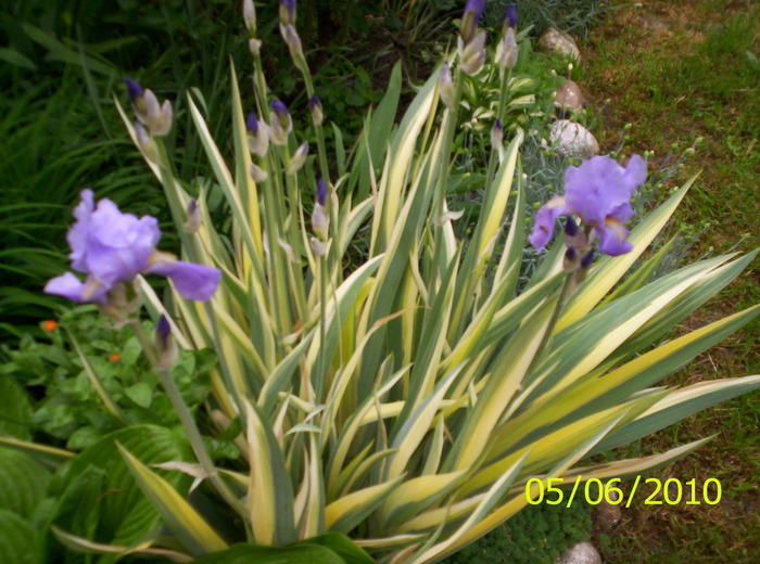 iris bleu; abundenta de boboci
