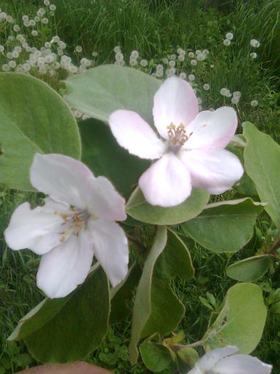 Flori de gutui - Florile pomilor fructiferi