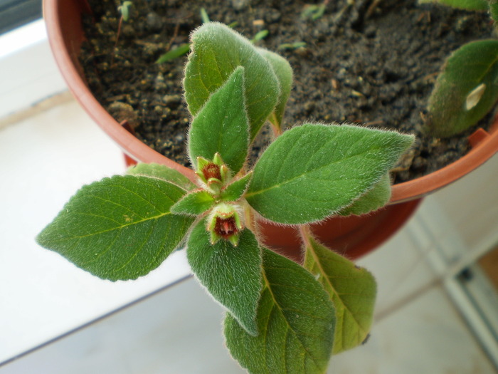 kohleria boboc - FLORI