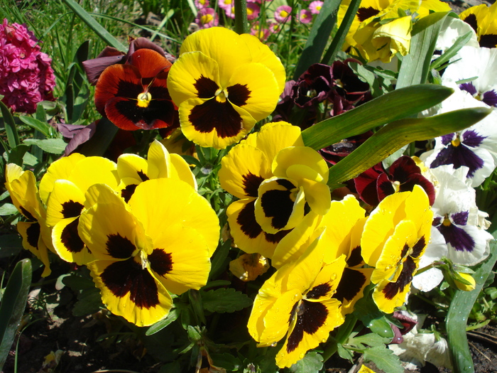 Swiss Giant Yellow Pansy (2010, May 01) - Swiss Giant Yellow Pansy