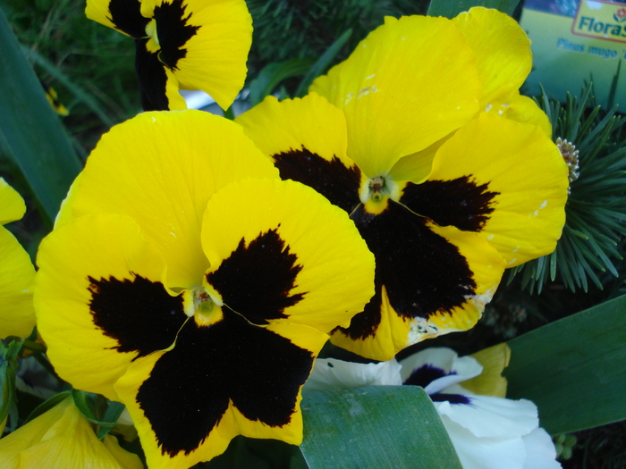 Swiss Giant Yellow Pansy (2010, May 02)