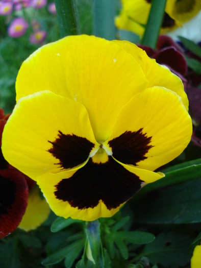 Swiss Giant Yellow Pansy (2010, May 02) - Swiss Giant Yellow Pansy