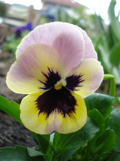 Antique Shades pink pansy, 24apr10 - Antique Shades Pink pansy