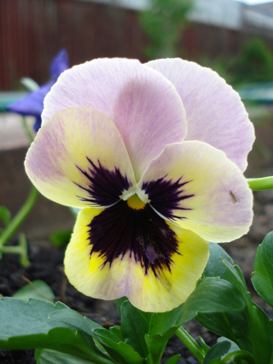 Antique Shades pink pansy, 24apr10 - Antique Shades Pink pansy