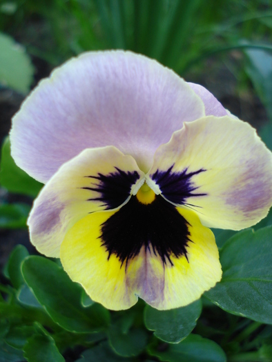 Antique Shades pink pansy, 01may10