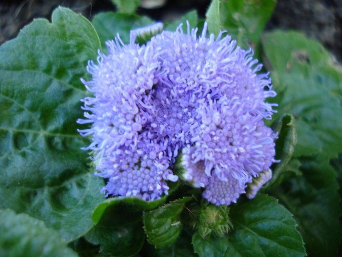 Ageratum houstonianum (2010, May 03) - AGERATUM Houstonianum