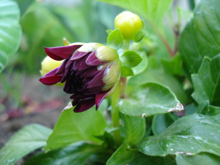 Dahlia Mignon (2010, May 05)