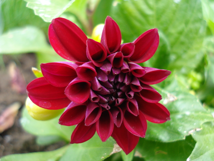 Dahlia Mignon (2010, May 06) - Dahlia Mignon