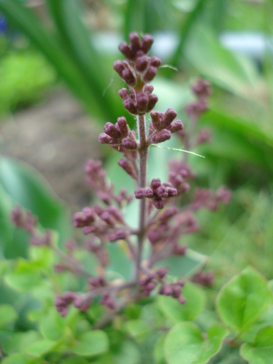 Syringa patula Miss Kim (2010, April 24)