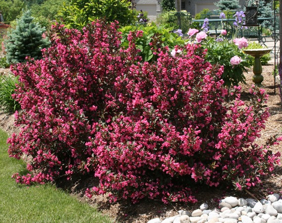 Weigela 2