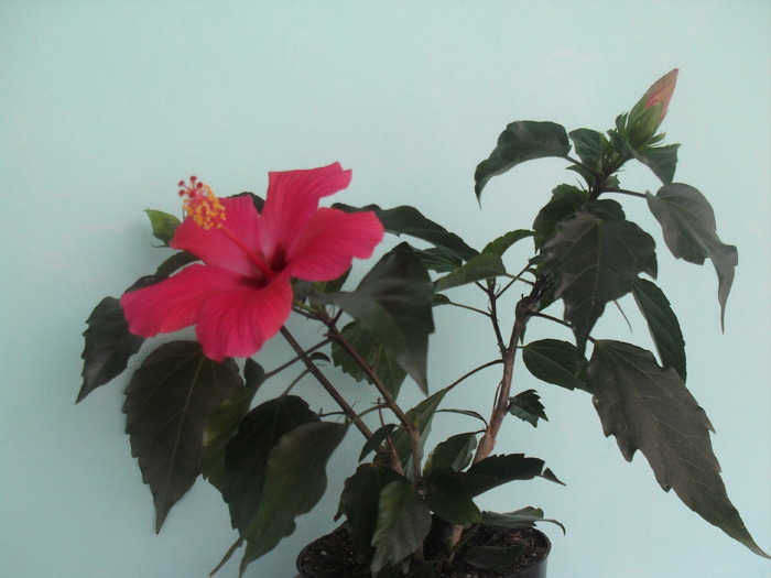  - HIBISCUS-2010-2011